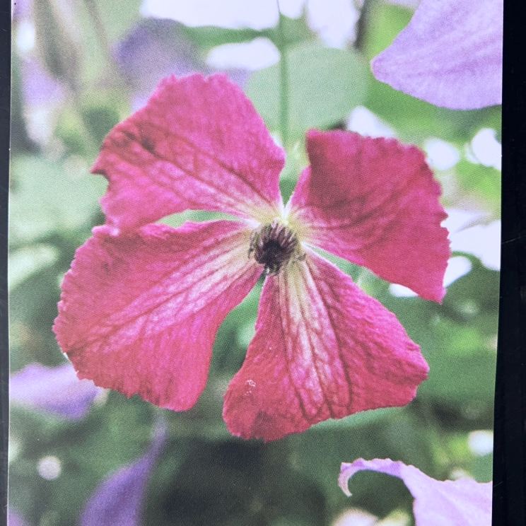 クレマチス ビチセラ系 ルブラ 4号｜草花04-PA