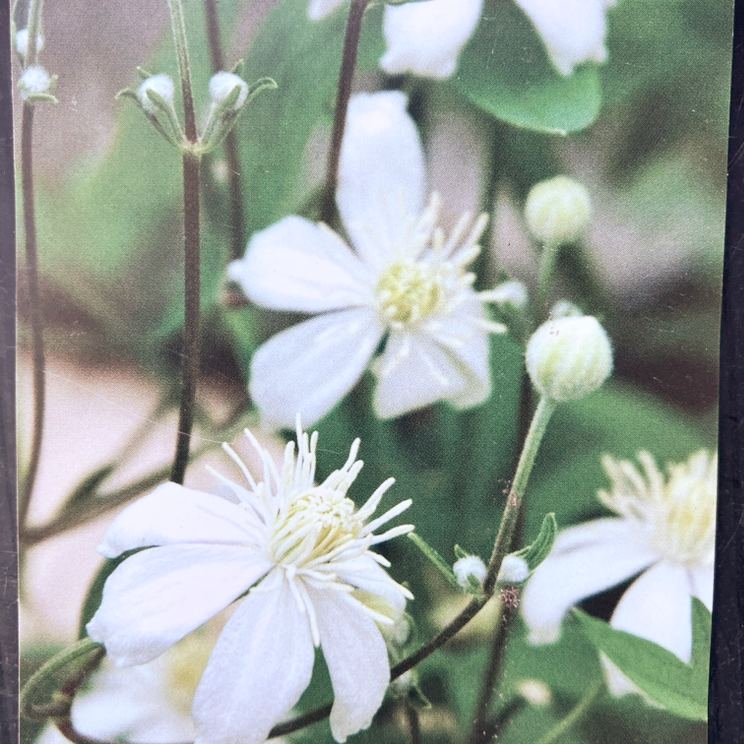 クレマチス フラミュラ系（木立性）原種 ヘキサペタラ（ヘクサペタラ アングスティフォリア）4号｜草花04-PA