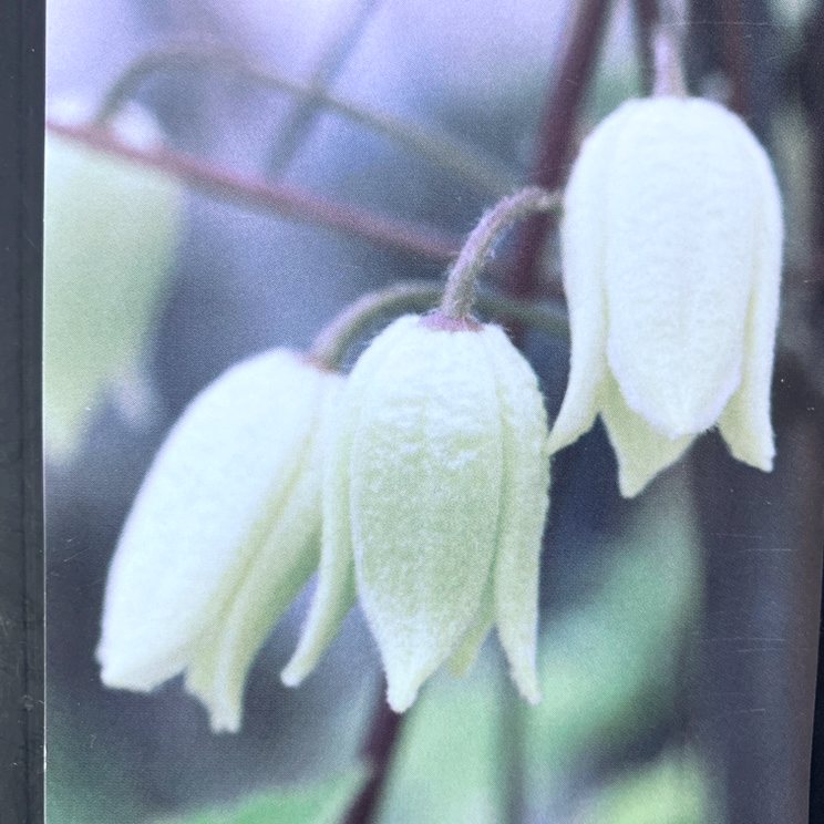 クレマチス ベバエンセラ系 原種 トリガタハンショウヅル 4号｜草花04-PA