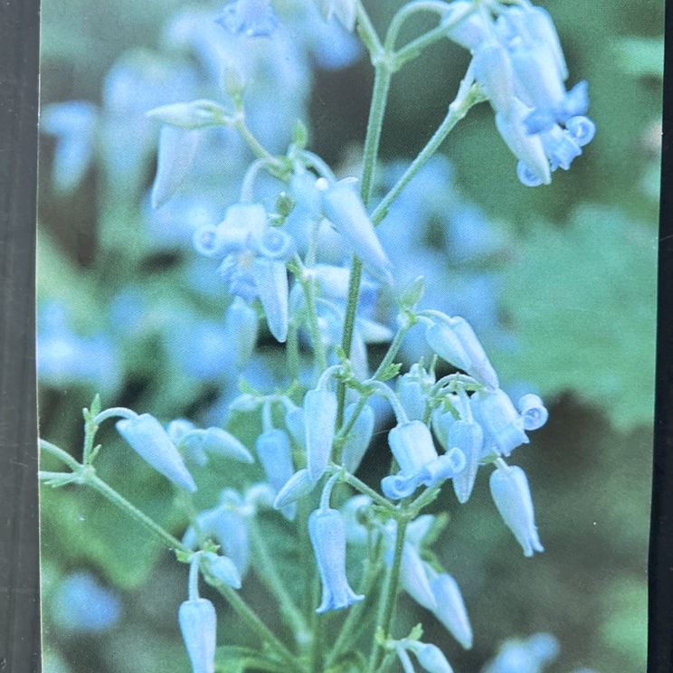 クレマチス ヘラクレイフォリア系（木立性）原種 伊吹山の草ボタン 4号｜草花04-PA