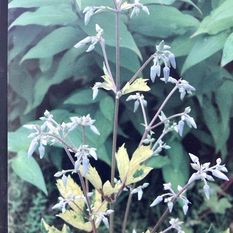 クレマチス ヘラクレイフォリア系（木立性）斑入り草ボタン 4号｜草花04-PA