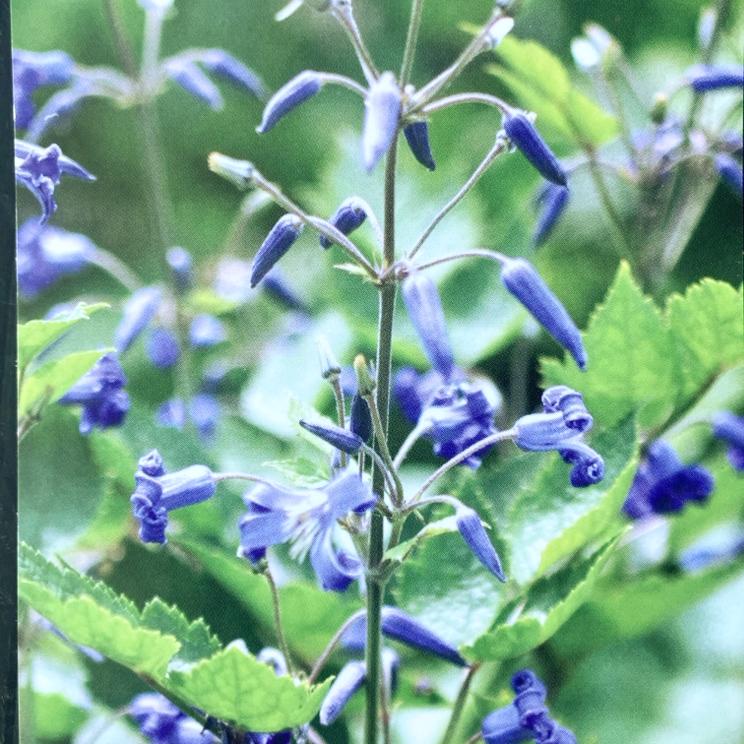 クレマチス ヘラクレイフォリア系(木立性)歩々 4号|草花04-PA