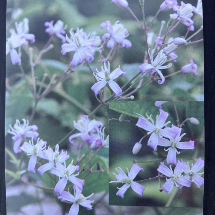 クレマチス ビタルバ系 原種 ムラサキボタンヅル 4号｜草花04-PA