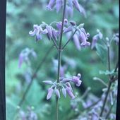 クレマチス ヘラクレイフォリア系（木立性）原種 入笠山の草ボタン 4号｜草花04-PA
