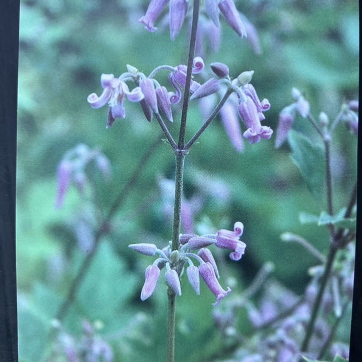 クレマチス ヘラクレイフォリア系（木立性）原種 入笠山の草ボタン 4号｜草花04-PA