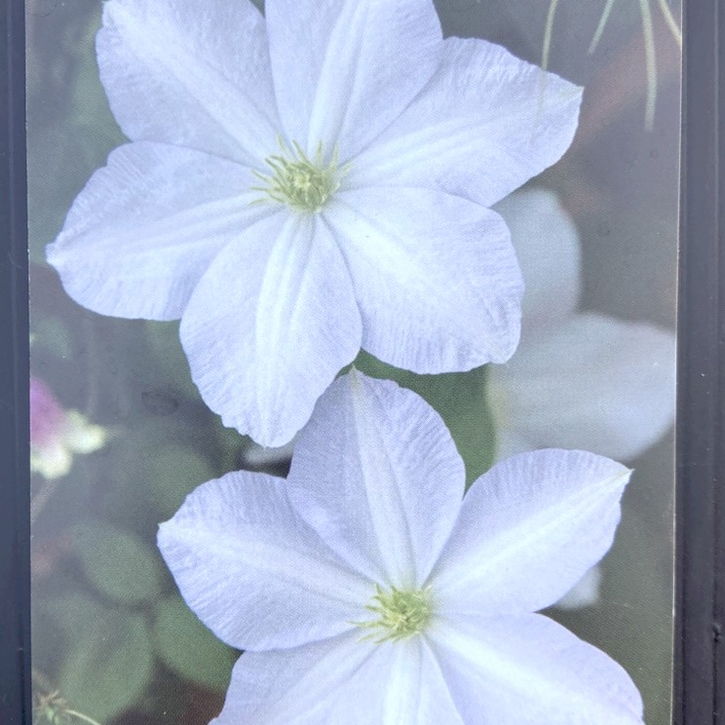 クレマチス ジャックマニー系（遅咲き大輪系）ホワイトアルバム 4号