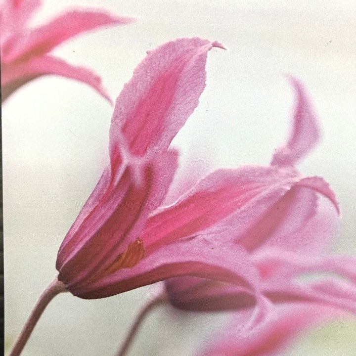 クレマチス インテグリフォリア系(半つる性)トーチライト 4号 PVP|草花10-TU