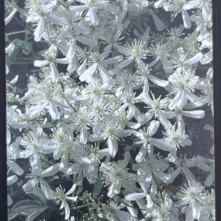 すべての商品の購入なら赤塚植物園オンライン 花の音｜花苗