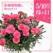 お届け5/12以降】母の日ギフト2026 アジサイ 衣純千織イズミチオリ