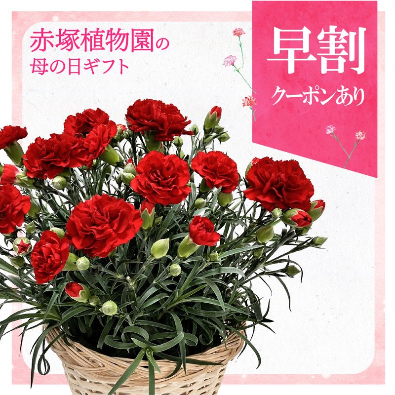 【早割期間中！】母の日ギフト2026 カーネーション カンタービレ 6号 PVP｜鉢花10-TU
