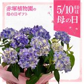 ユッカ 5号 デスメティアーナ（Yucca desmetiana）｜花木01-D1 | 赤塚