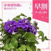 早割期間中！】母の日ギフト2026 カーネーション クレア 6号 PVP｜鉢花