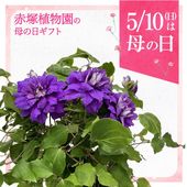 お買い得一点物咲き進み株】吉田園芸 クリスマスローズ ピエラ 4.5号