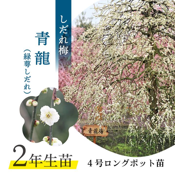 【数量限定2年生苗】鈴鹿の森庭園 しだれ梅名木「青龍」接ぎ木苗 4号ロングポット苗 2年生苗｜花木10-D1