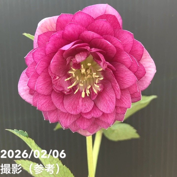 【お買い得一点物咲き進み株】加藤農園 クリスマスローズ グロッシーカラー 4.5号（KT96）｜山野04-PA