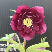 【お買い得一点物咲き進み株】加藤農園 クリスマスローズ グロッシーカラー 4.5号（KT97）｜山野04-PA