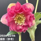 お買い得一点物咲き進み株】加藤農園 クリスマスローズ グロッシー