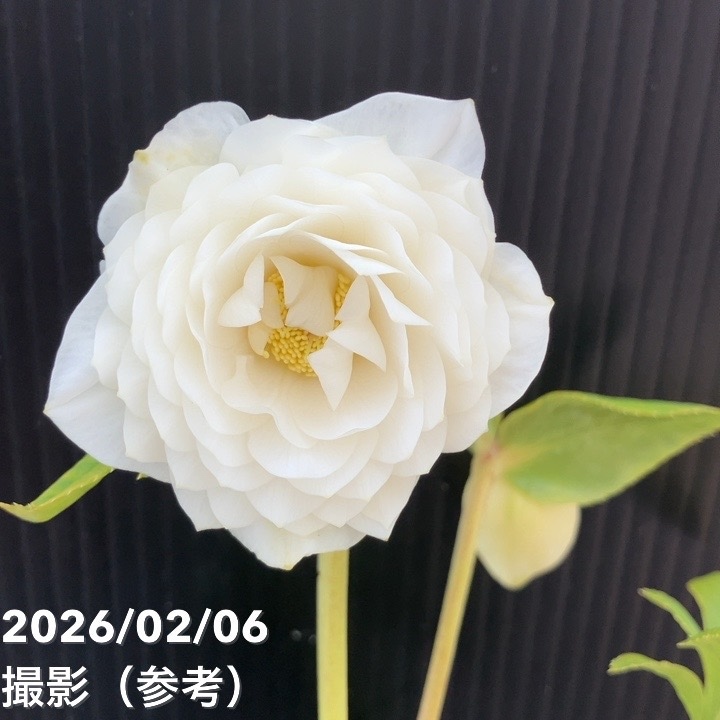 一点物】加藤農園 多弁ゴールドクリスマスローズ アフロディーテ