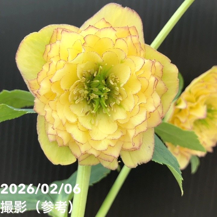 【お買い得一点物咲き進み株】加藤農園 多弁クリスマスローズ アフロディーテ 4.5号（KT100）｜山野04-PA