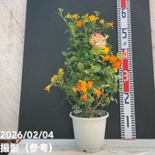 八重咲クレマチス 水面の妖精 4号｜草花04-PA | 草花,クレマチス