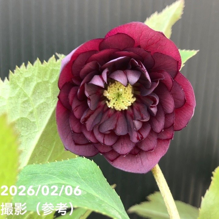 【お買い得一点物咲き進み株】加藤農園 中間色系多弁クリスマスローズ アンティークアフロディーテ 4.5号（KT101）｜山野04-PA