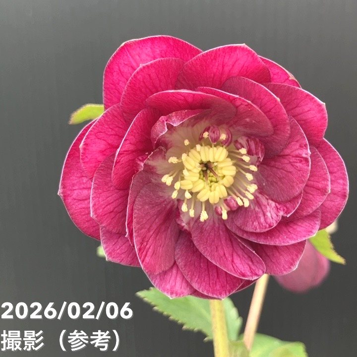 お買い得一点物咲き進み株】加藤農園 クリスマスローズ グロッシー