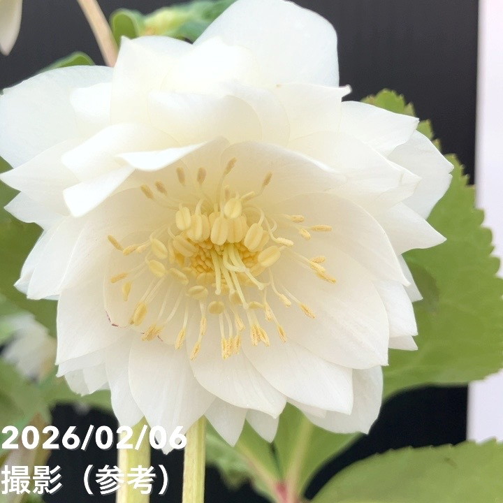 【お買い得一点物咲き進み株】加藤農園 多弁ゴールドクリスマスローズ アフロディーテゴールド 4.5号(KT104)|山野04-PA