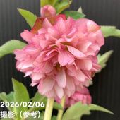 【一点物】横山園芸 クリスマスローズ プリマドレス 4.5号（YK21）｜山野04-PA