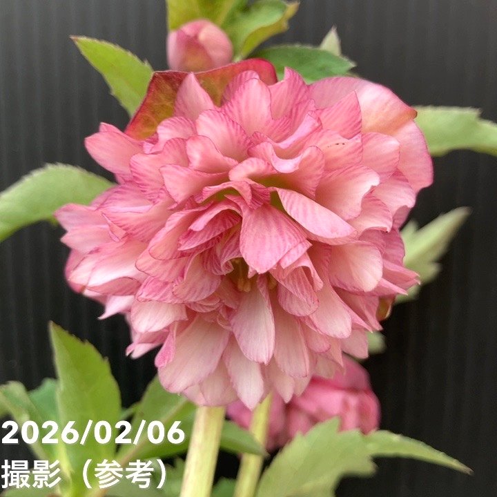 【一点物】横山園芸 クリスマスローズ プリマドレス 4.5号(YK21)|山野04-PA