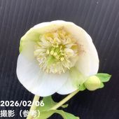 お買い得一点物咲き進み株】加藤農園 セミダブル系多弁クリスマス