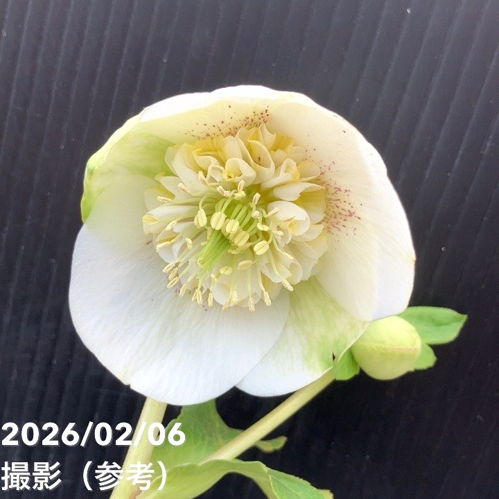 【一点物】横山園芸 クリスマスローズ プリマドレス セミダブルシリーズ 4.5号（YK22）｜山野04-PA