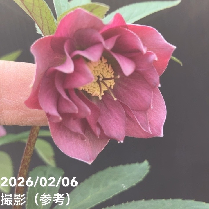 一点物】横山園芸 クリスマスローズ プチドール 4.5号（YK23）｜山野04