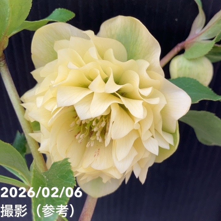 【一点物】横山園芸 クリスマスローズ プリマドレス 4.5号(YK25)|山野04-PA