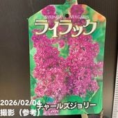 桃 八重咲き蟠桃（ばんとう）5号ポット｜果樹04-PA | 果樹,モモ | 赤塚