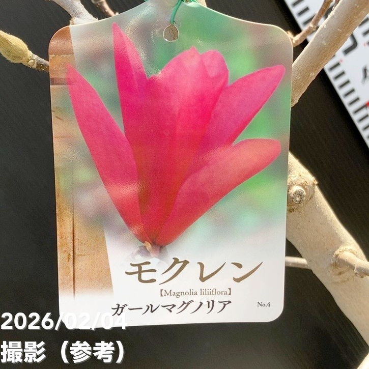 モクレン ガールマグノリア