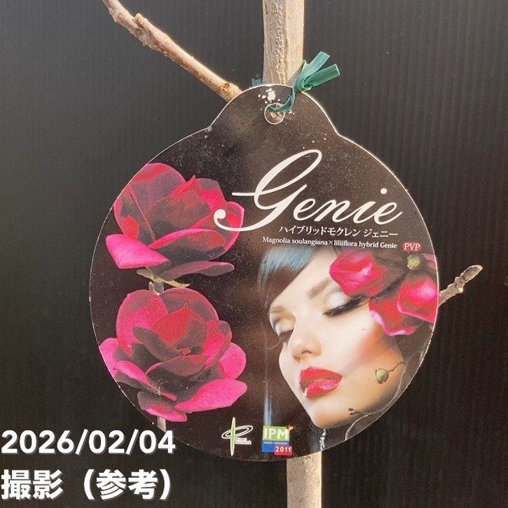 モクレン ジェニー