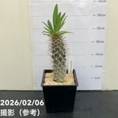 数量限定】ユッカ 6号 デスメティアーナ コンパクト（Yucca desmetiana
