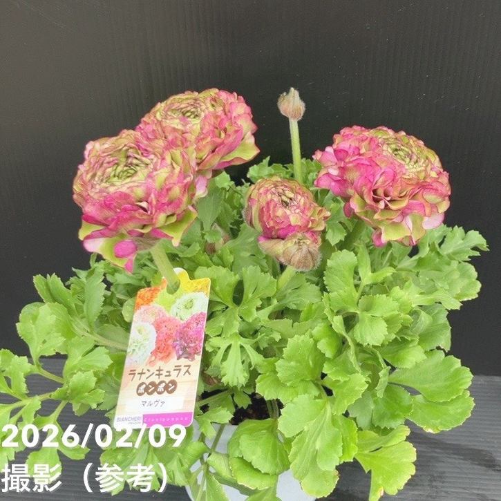 Sakku　ラナンキュラス　2苗セット 草花,ラナンキュラスの購入なら赤塚植物園オンライン 花の音｜花苗