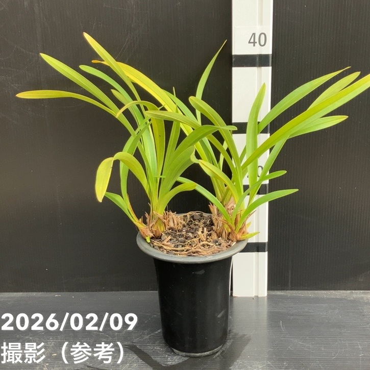 キンリョウヘン 白花