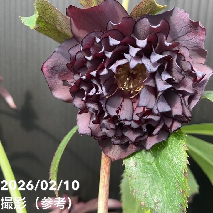 草花,クリスマスローズ,クリスマスローズ一点物の購入なら赤塚植物園