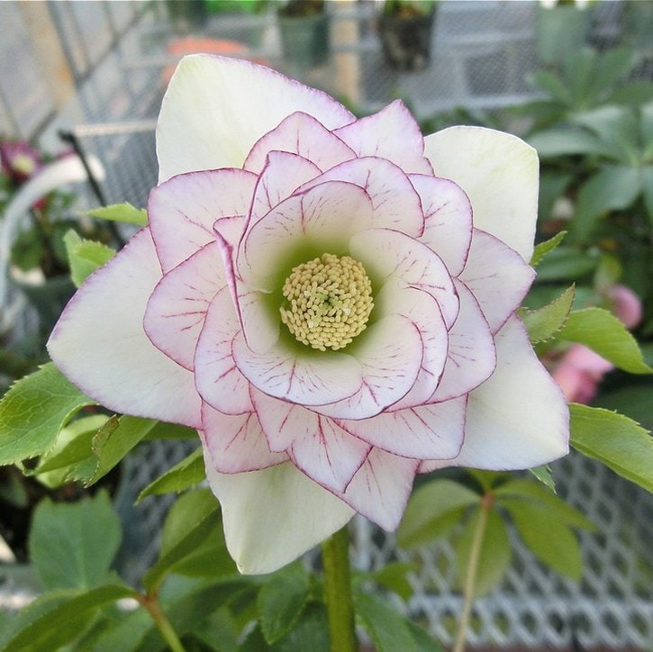 草花,クリスマスローズの購入なら赤塚植物園オンライン 花の音｜花苗