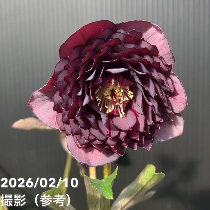 草花,クリスマスローズ,クリスマスローズ一点物の購入なら赤塚植物園