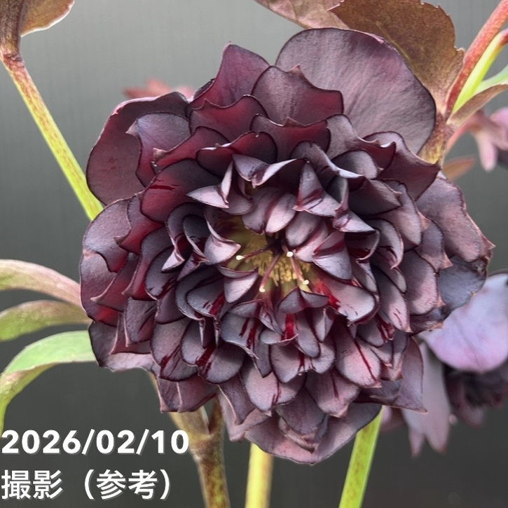 一点物】広瀬園芸 クリスマスローズ 4.5号（HR13）｜山野04-PA | 草花