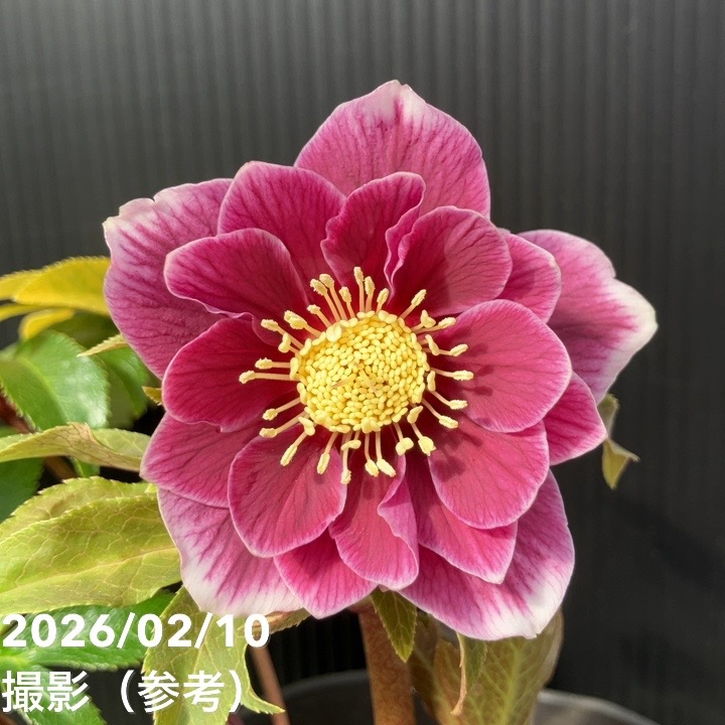 一点物】広瀬園芸 クリスマスローズ 4.5号（HR17）｜山野04-PA | 草花