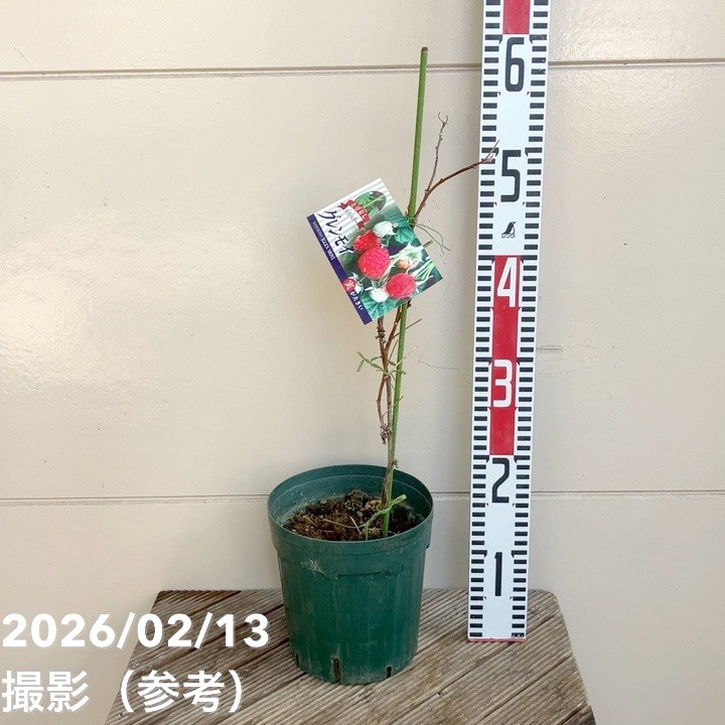 ラズベリー グレンモイ