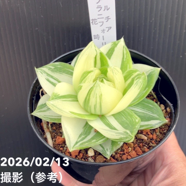 ハオルチア 花時計