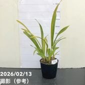 花芽2個＞キンリョウヘン 4号（品種お任せ）｜ミツバチ蘭｜洋蘭10-TU