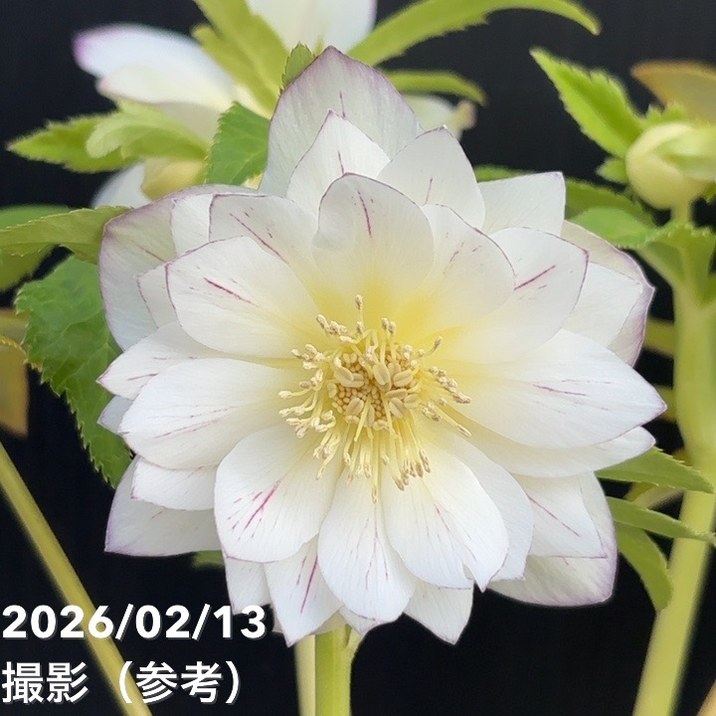 一点物】広瀬園芸 クリスマスローズ 4.5号（HR23）｜山野04-PA | 草花