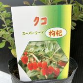 マンゴーの木 紅キーツ 5.5号｜果樹04-PA | 果樹 | 赤塚植物園