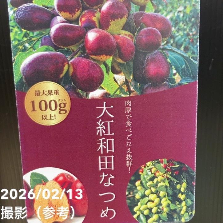 大紅和田ナツメ